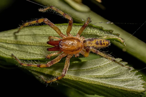 Adult Male Ghost Spider Της Οικογένειας Anyphaenidae — Φωτογραφία Αρχείου