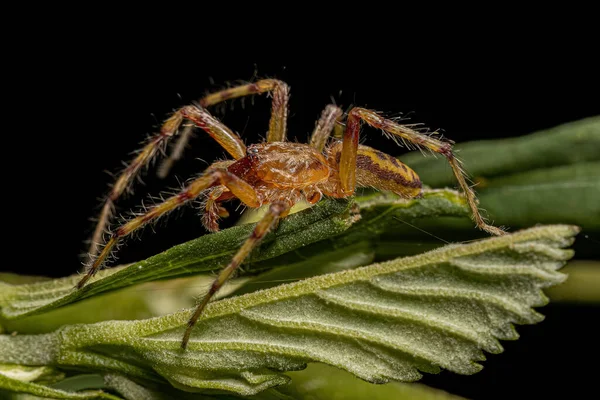 Dospělý Pavouk Mužského Ducha Čeledi Anyphaenidae — Stock fotografie