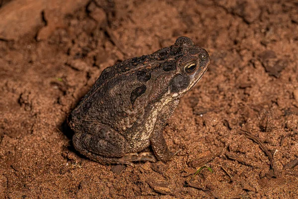 幼生Curru Toad The種 Rhinella Diptycha — ストック写真