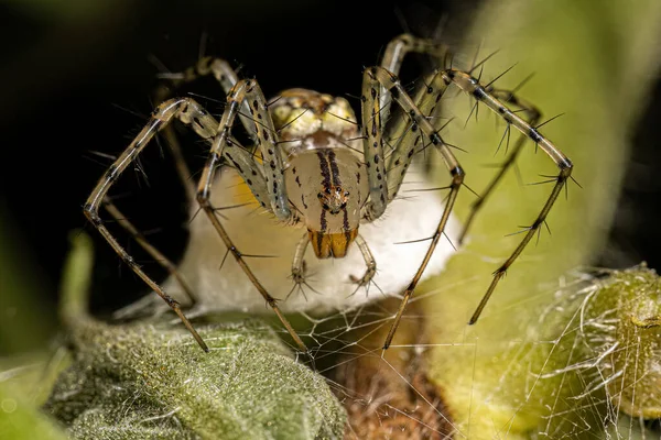 Αράχνη Του Είδους Peucetia Rubrolineata Αυγά — Φωτογραφία Αρχείου