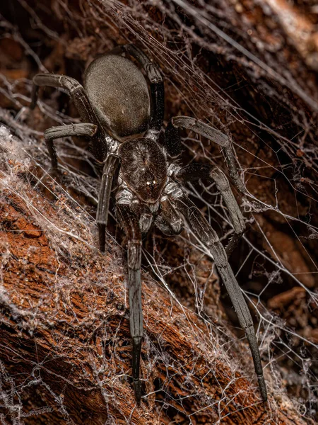 Kukulcania hibernalis türünün Güney Ev Örümceği