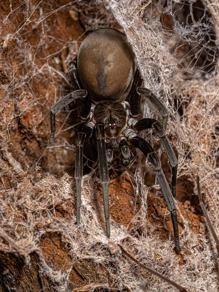 南の家種のクモ Kukulcania Hybernalis — ストック写真