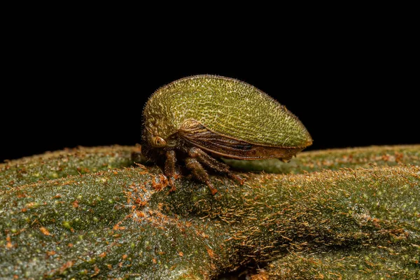 Adult Buffalo Treehopper Subfamily Smiliinae — Stock Fotó