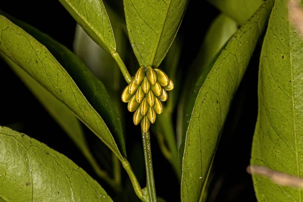 Fanerottero Katydid Uova Della Specie Cnemidophyllum Citrifolium — Foto Stock