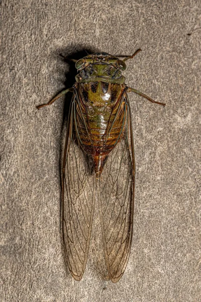 Erwachsene Typische Zikaden Des Stammes Fidicinini — Stockfoto
