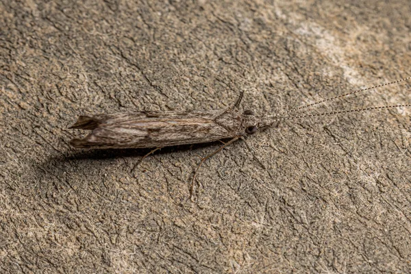 Adult Caddisfly Комаха Genus Marilia — стокове фото
