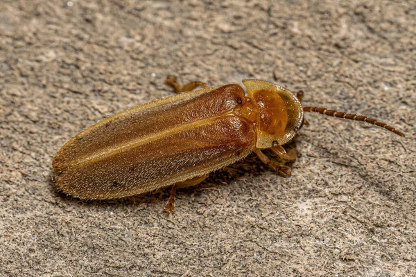 Adult Firefly Beetle Family Lampyridae — Stock Photo, Image