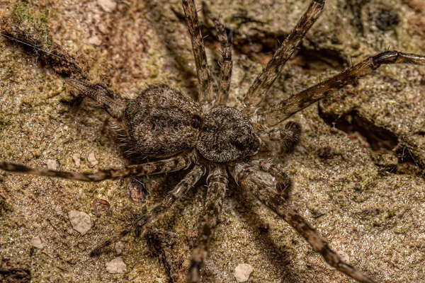 Small Longspinneret Spider Family Hersiliidae — Φωτογραφία Αρχείου