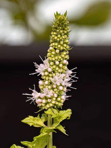 Kwiat Mięty Mielonej Gatunku Mentha Spicata — Zdjęcie stockowe