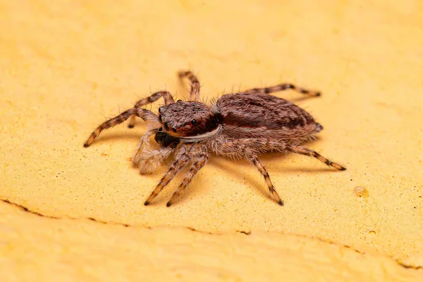 Pared Gris Hembra Adulta Saltando Araña Especie Menemerus Bivittatus —  Fotos de Stock