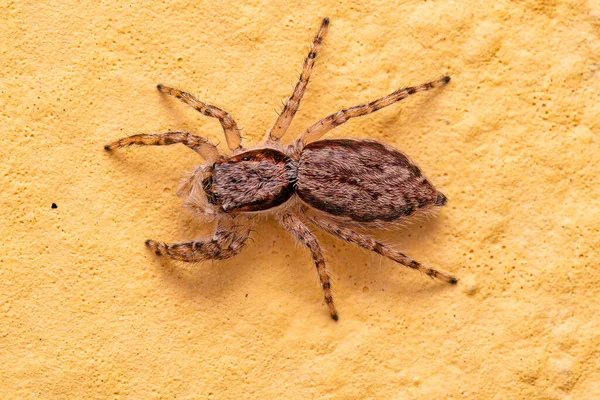 Ενηλίκων Female Gray Wall Jumping Spider Species Menemerus Bivittatus — Φωτογραφία Αρχείου
