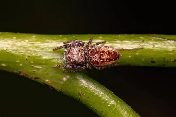 Malý Skákající Pavouk Subkmene Dendryphantina — Stock fotografie