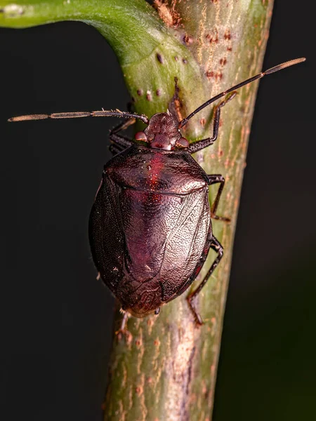Antiteuchus Cinsinin Yetişkin Kokulu Böceği — Stok fotoğraf