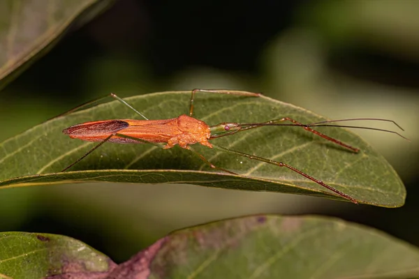 Bug Assassino Adulto Della Tribù Harpactorini — Foto Stock