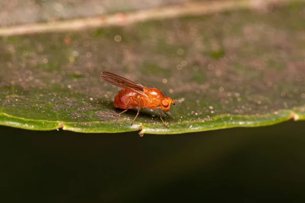 Ενηλίκων Αποκαλυπτική Μύγα Της Υποδιαίρεσης Zoosubsidium Acalyptratae — Φωτογραφία Αρχείου