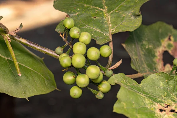 Цветущее Растение Вида Solanum Torvum Широко Известного Jurubeba Палисандр Распространённый — стоковое фото