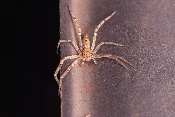 Small Running Crab Spider Genus Genus Tibelloides — Stock Photo, Image