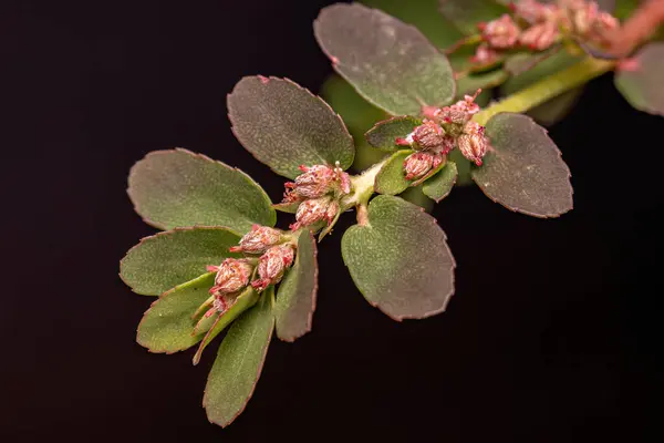 Zakład Pnącza Czerwonego Gatunku Euphorbia Thymifolia — Zdjęcie stockowe