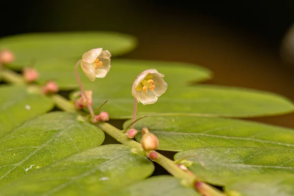 Phyllanthus Suvun Pienituulinen Kasvi — kuvapankkivalokuva