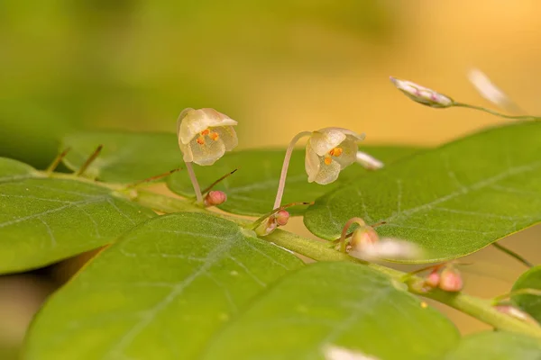 Phyllanthus Suvun Pienituulinen Kasvi — kuvapankkivalokuva