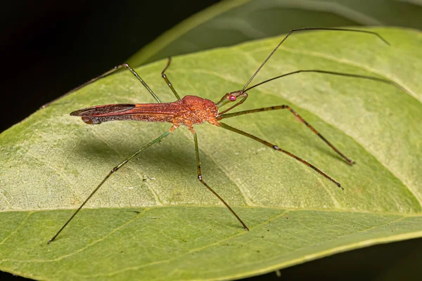 Adult Assassin Bug Des Stammes Harpactorini — Stockfoto