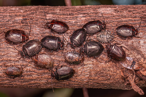 Small Stink bug of the Genus Antiteuchus