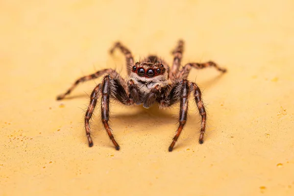 Vuxen Man Gray Wall Jumping Spider Arten Menemerus Bivittatus — Stockfoto