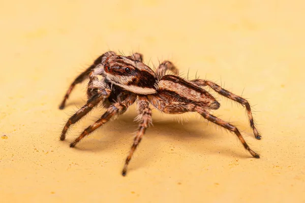 Ενηλίκων Male Gray Wall Jumping Spider Του Είδους Menemerus Bivittatus — Φωτογραφία Αρχείου