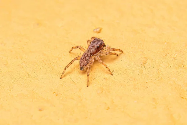 Pequena Parede Cinza Saltando Aranha Espécie Menemerus Bivittatus — Fotografia de Stock