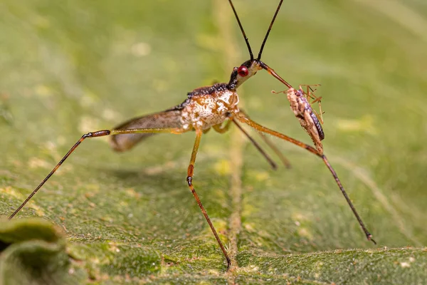 Adult Assassin Bug Van Stam Harpactorini Prooien Een Kleine Kantwants — Stockfoto