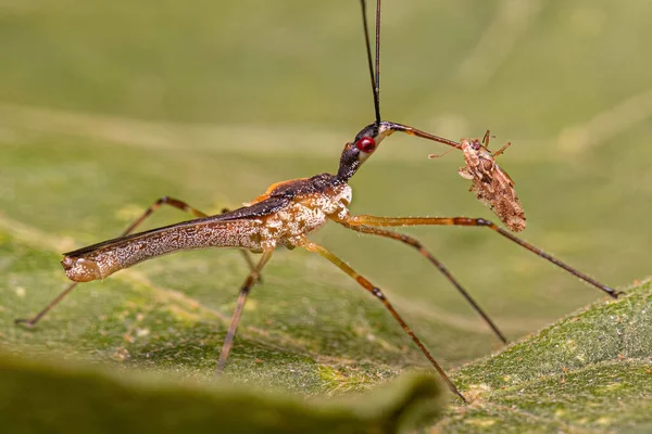 Adult Assassin Bug Tribe Harpactorini Preying Small Lace Bug Family — Stock Photo, Image