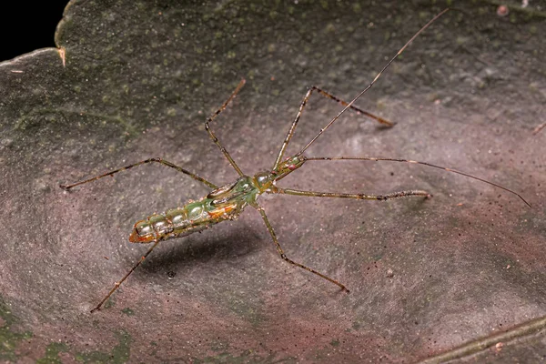 Tribe Harpactorini Assassin Bug Nymph — 스톡 사진