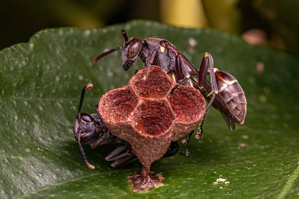 Ενηλίκων Long Mided Paper Wasp Genus Mischocyttarus — Φωτογραφία Αρχείου