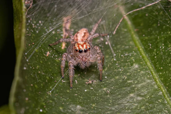 Small Jumping Spider Subtribe Freyina — Stock Photo, Image