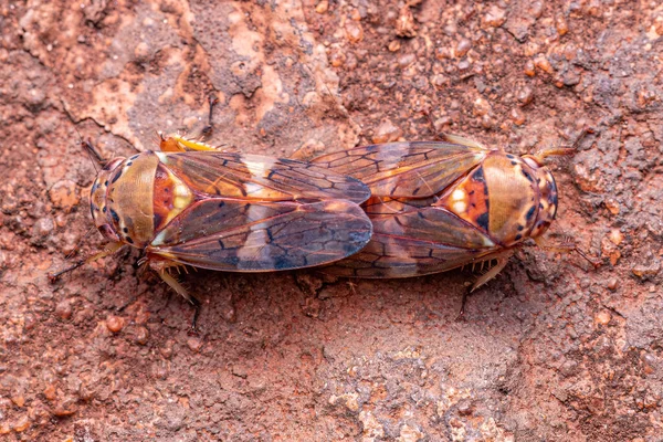 Adulto Leafhopper Típico Tribo Gyponini — Fotografia de Stock