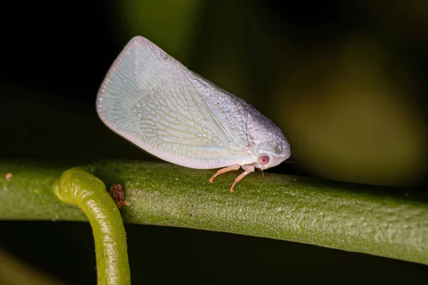 成人プランツパー科フラタダイ属の昆虫 — ストック写真
