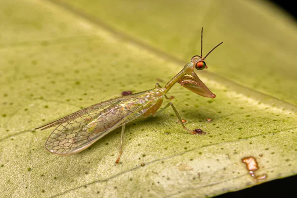 Inseto Adulto Família Mantispidae — Fotografia de Stock