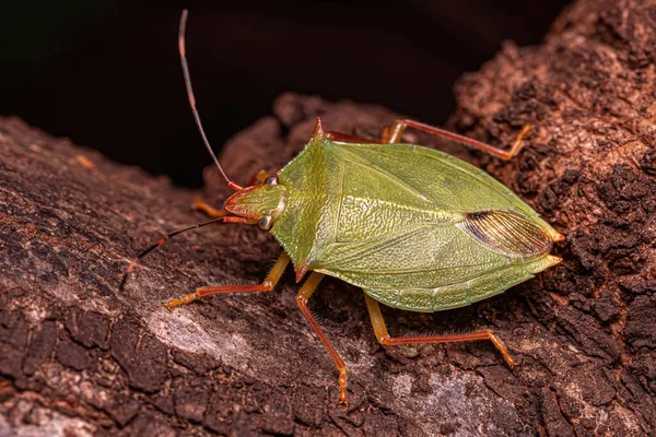 Klorocoris Yetişkin Kokulu Böceği — Stok fotoğraf