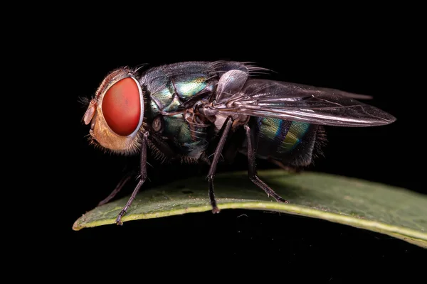 Adult Blow Fly Familia Calliphoridae —  Fotos de Stock