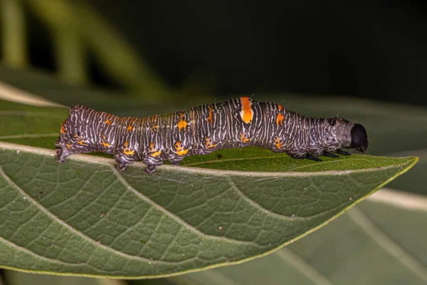 Lepidoptera Tarikatının Küçük Kelebek Larvası — Stok fotoğraf