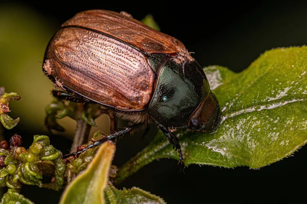 Scarab Marrom Adulto Família Scarabaeidae Com Acari — Fotografia de Stock