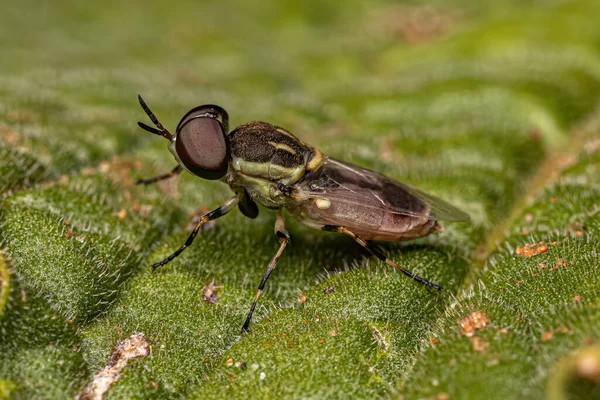 Small Adult Soldier Fly Tribe Stratiomyini — Stock Photo, Image