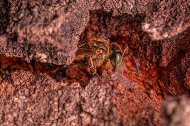 Tetragona cinsinden Yetişkin İğnesiz Arı