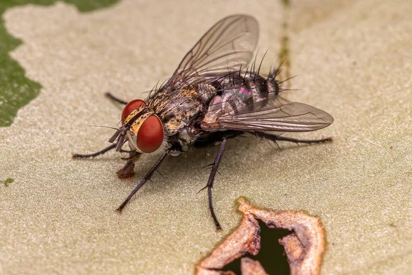 Дорослий Bristle Fly Family Tachinidae — стокове фото
