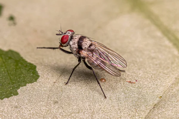 Felnőtt Muscoid Fly Genus Anthomyia — Stock Fotó