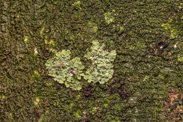 Parmeliaceae Ailesinin Küçük Kalkanı Lichen — Stok fotoğraf