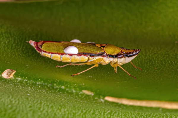 Adulto Leafhopper Típico Gênero Acrogonia — Fotografia de Stock
