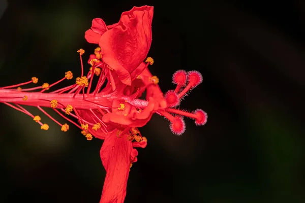Hibiscus Cinsinin Kırmızı Çiçekleri — Stok fotoğraf