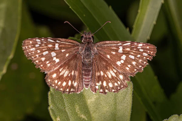 Adult Orcus Checkered Skipper Moth Insect Genus Burnsius — Stock Photo, Image