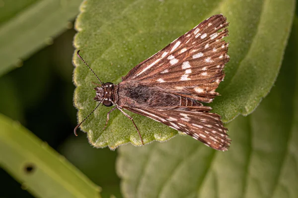 Adult Orcus Checkered Skipper Moth Insect Genus Burnsius — Stock Photo, Image